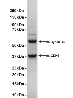 Eurofins DiscoverX Cdk6/Cyclin D3 Protein, Active 250 &mu;g | Buy Online | Eurofins DiscoverX | Fisher Scientific